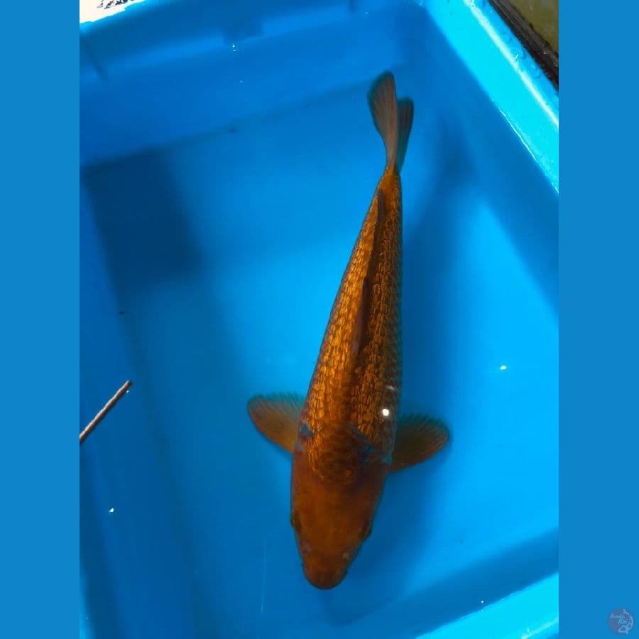 karamel 30cm