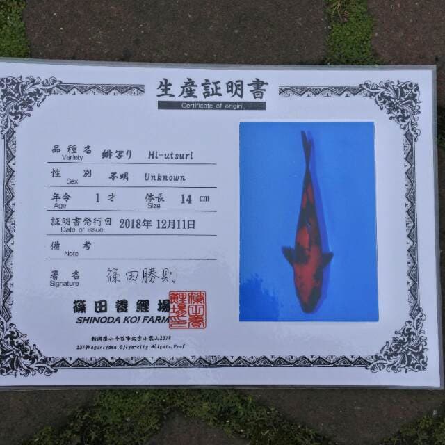 Hiutsuri shinoda