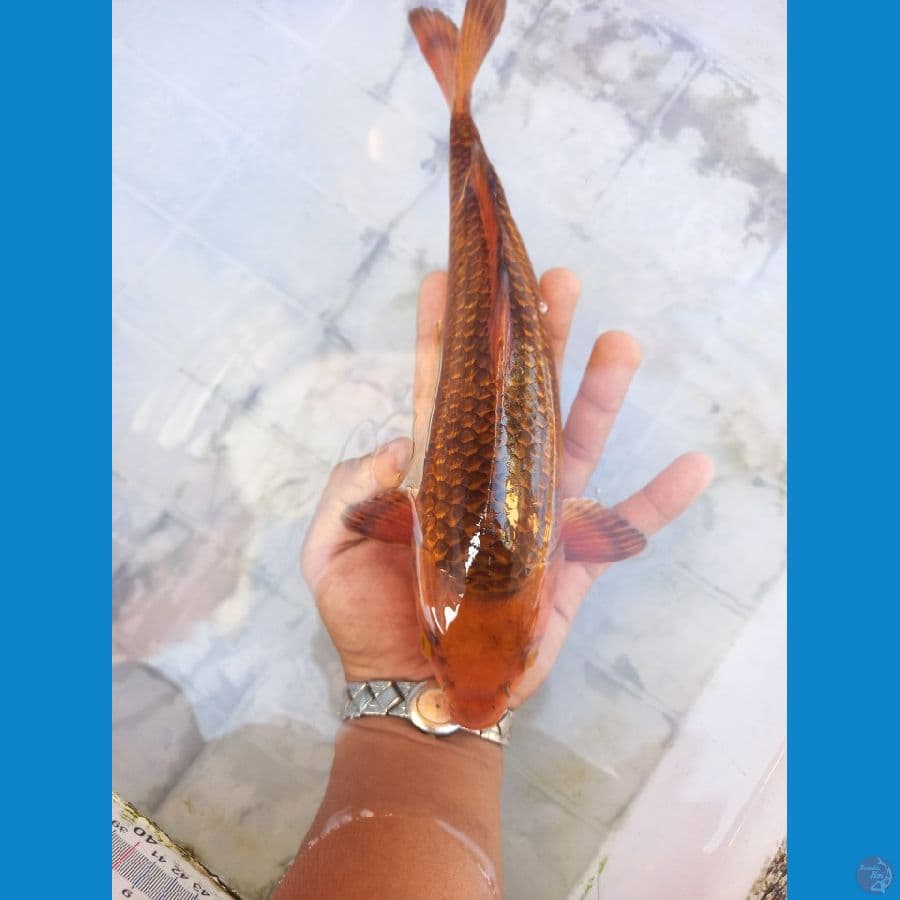 Caramel gindrin 30 cm