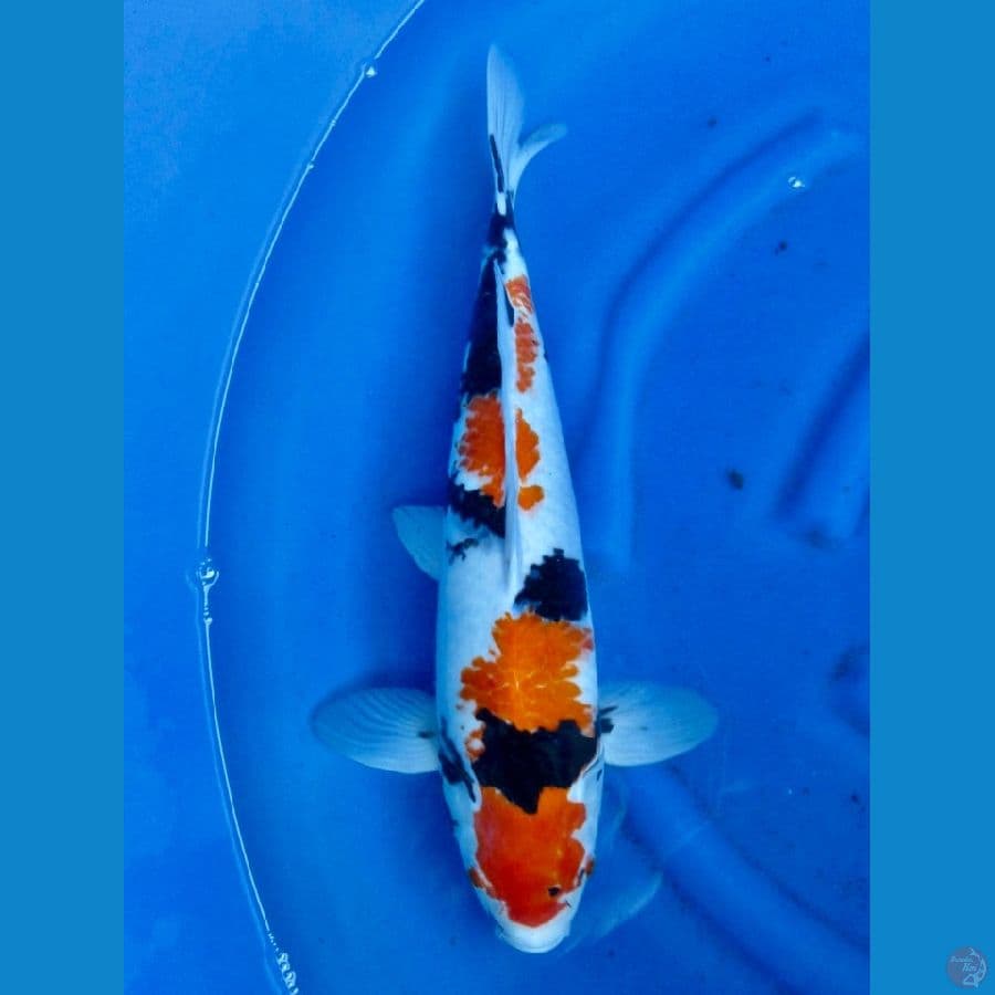 kindai showa 51cm super jumbo