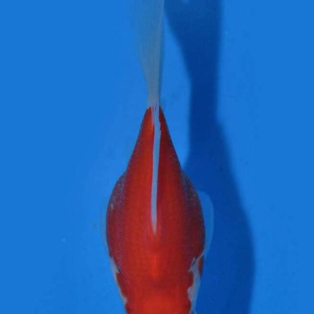 Tamasaba longtail