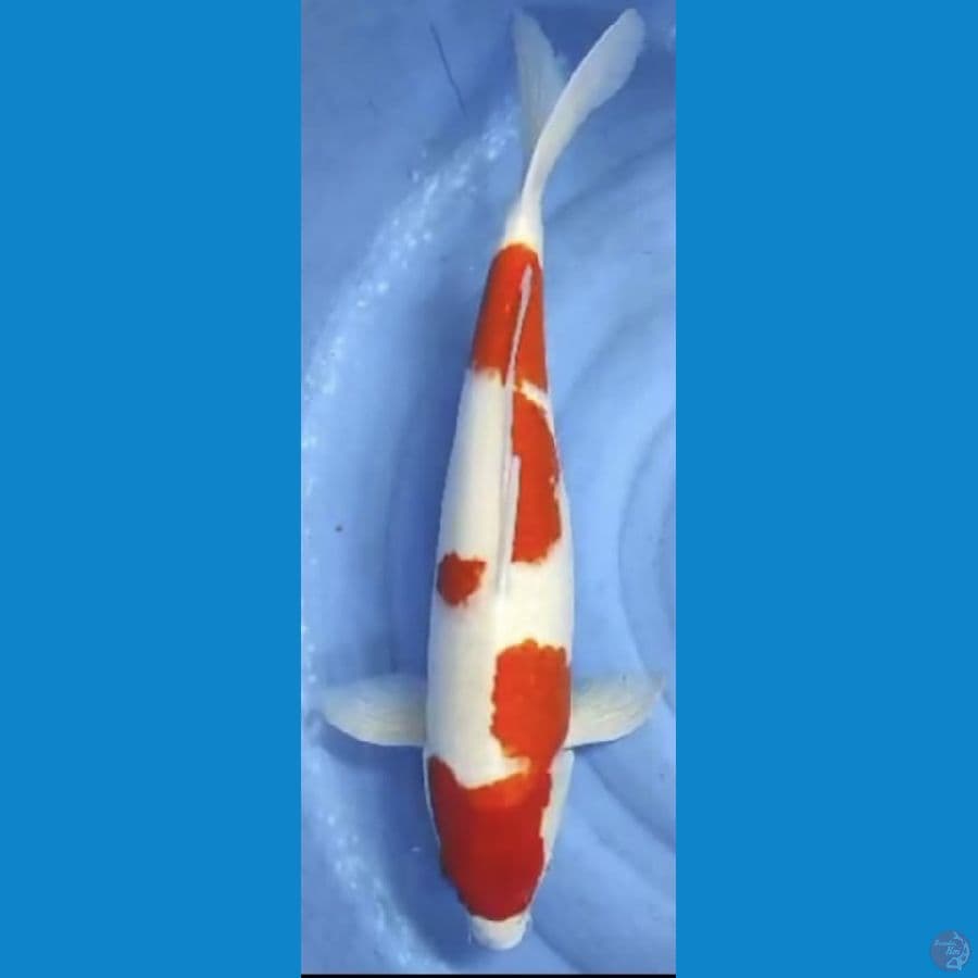 kohaku induk 58cm