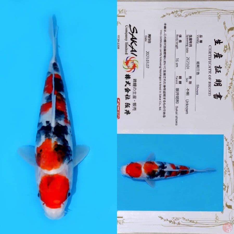 SAKAI MARUTEN SHOWA SANSHOKU HQ 25CM