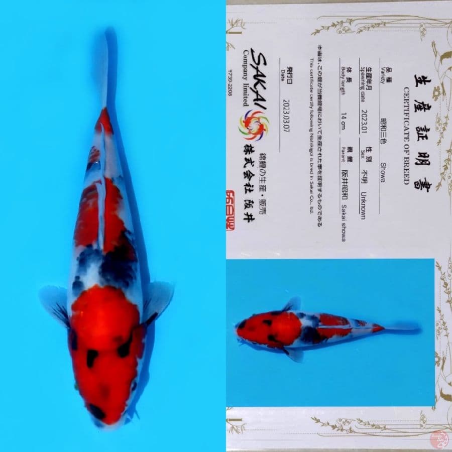 SAKAI SHOWA SANSHOKU SQ 25CM