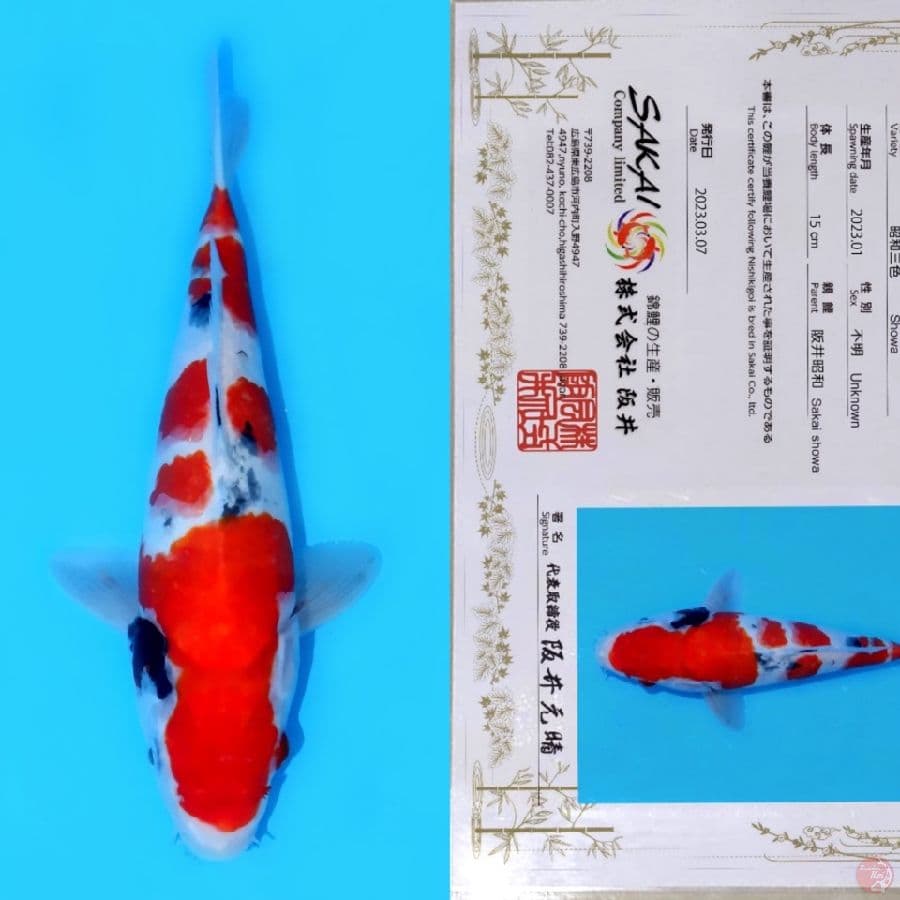 SAKAI SHOWA SANSHOKU HQ 28CM