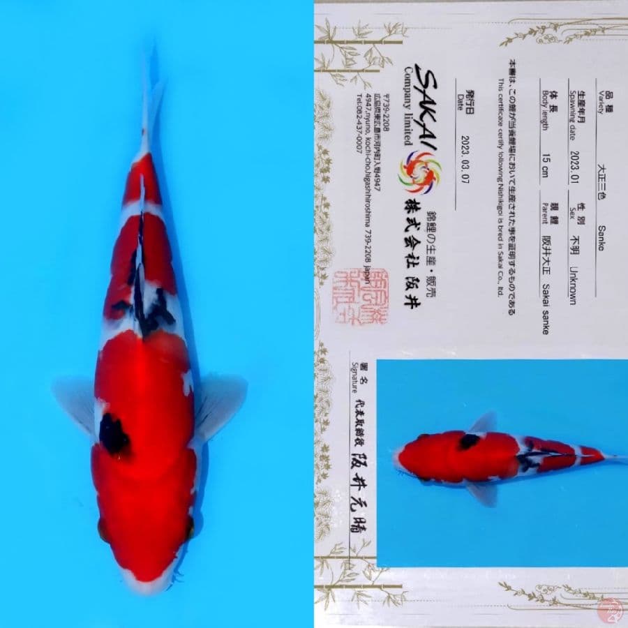 SAKAI SANDAN SANKE STRONG HQ 28CM