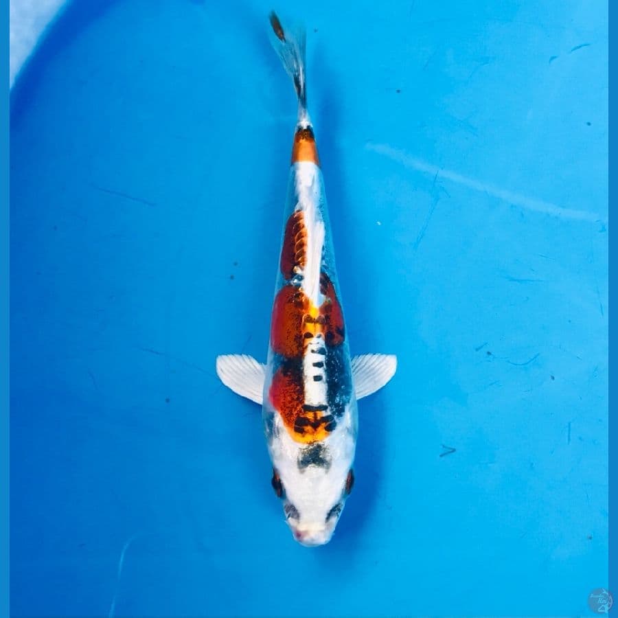kikokuryu 14cm