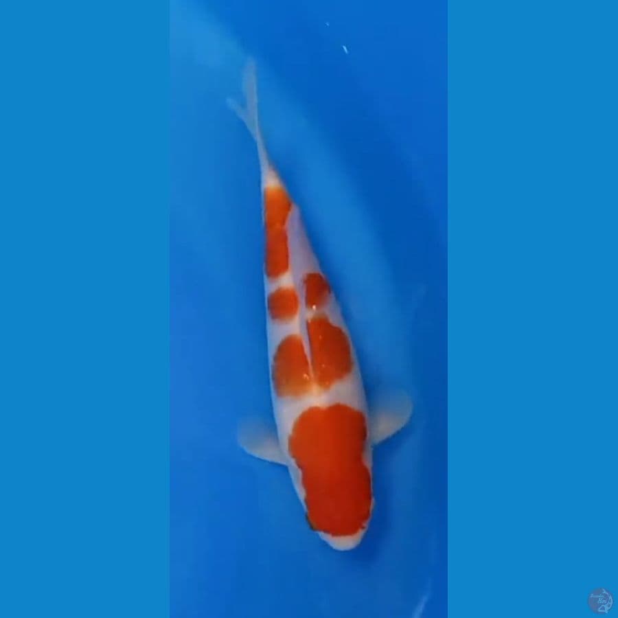 Nindan Kohaku 21 cm jantan HQ