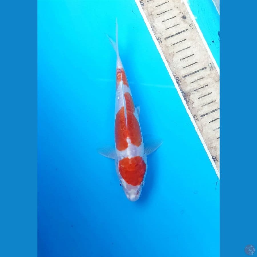 Kikushui 19cm