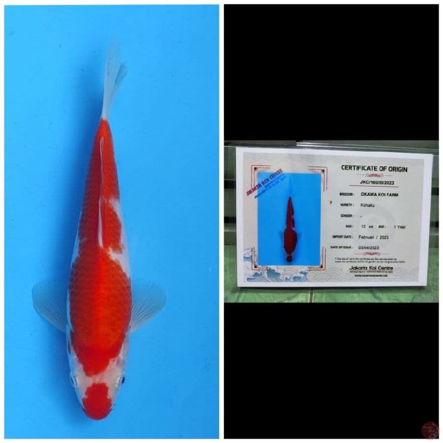 Okawa Kuchibeni Kohaku