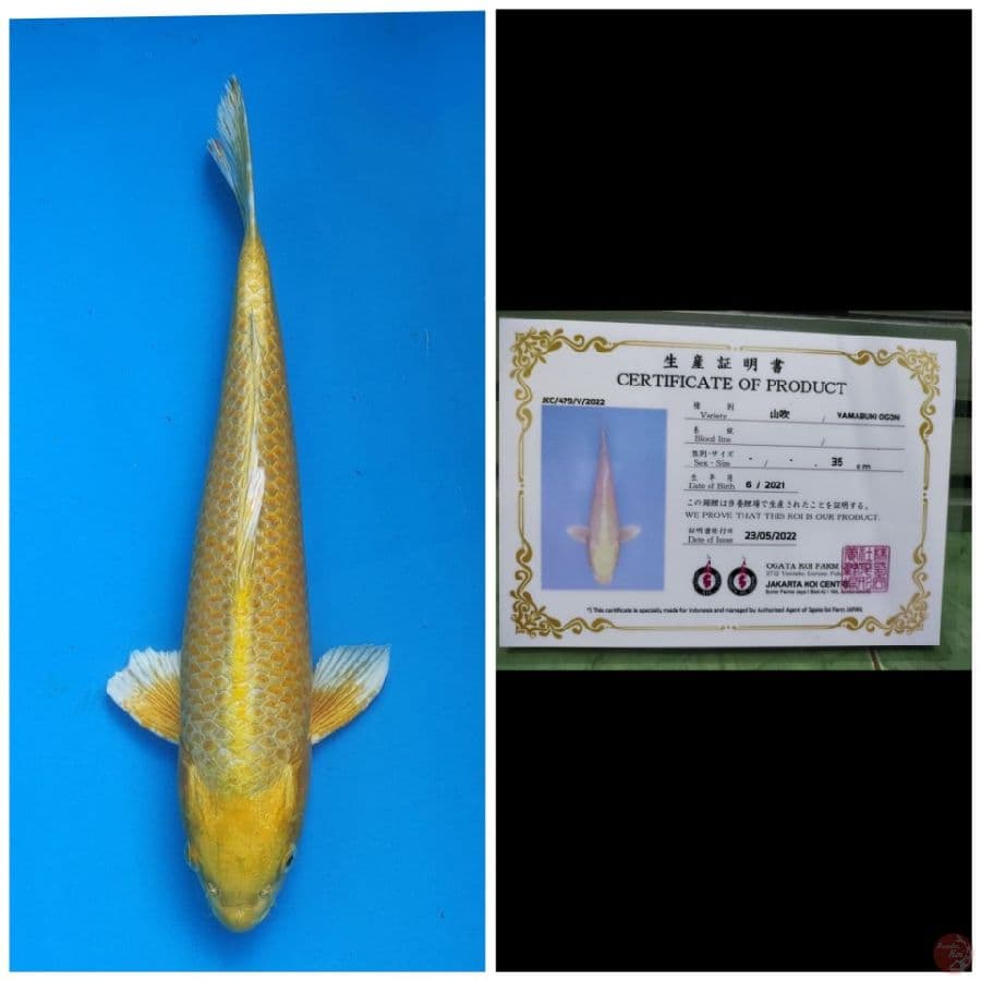 Ogata Yamabuki Ogon