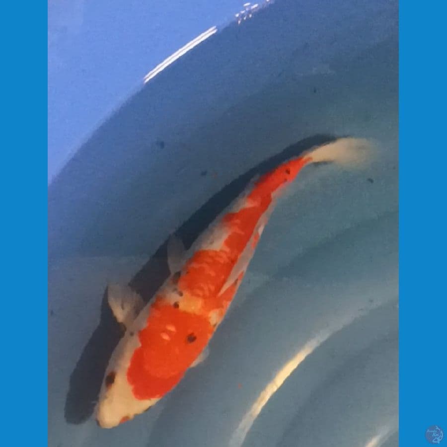 Sanke 29cm Line AKF