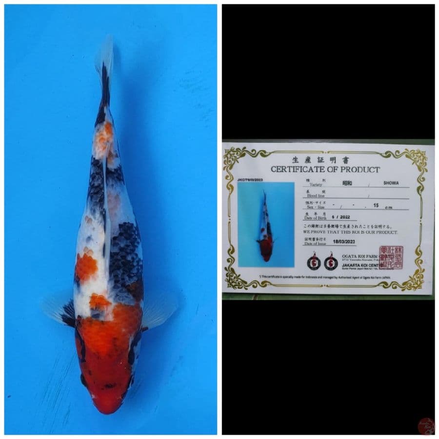 Ogata Showa