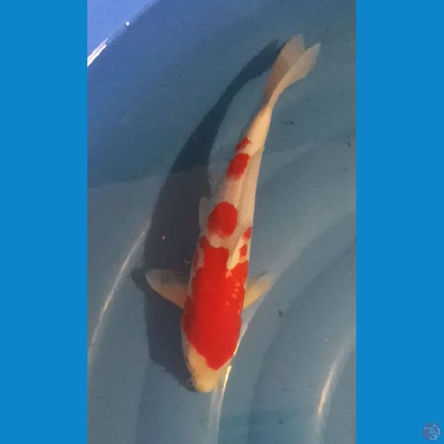 Kohaku 28cm