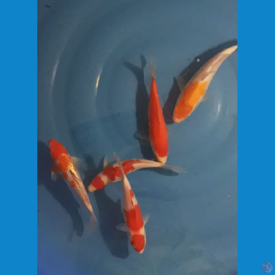 Kohaku 25bu