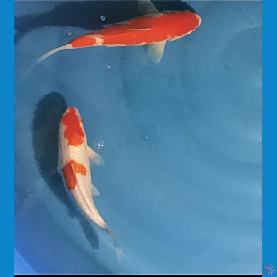 kohaku 25bu