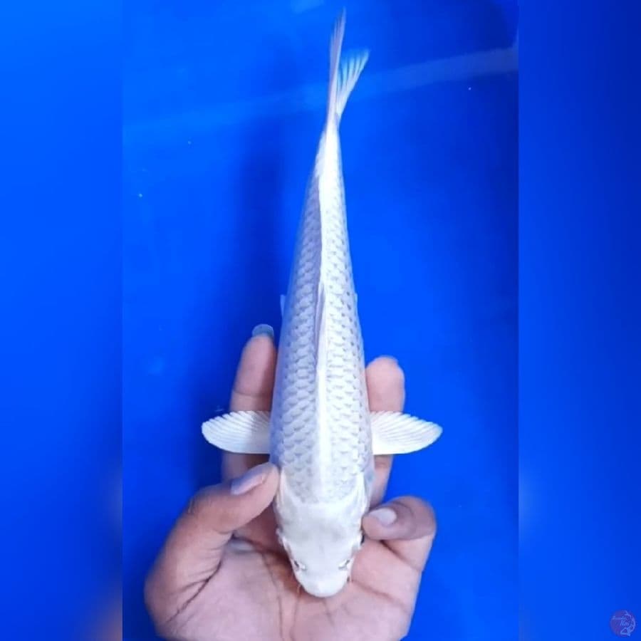 PLATINUM # 24CM - F