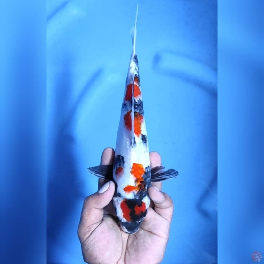 SHOWA MARUTEN # 28CM - F