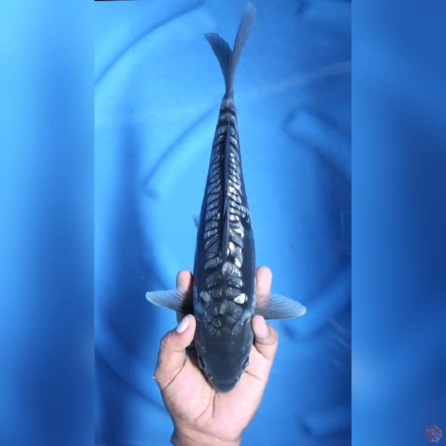 BLACK DIAMOND ARAGOKE # 35CM - F
