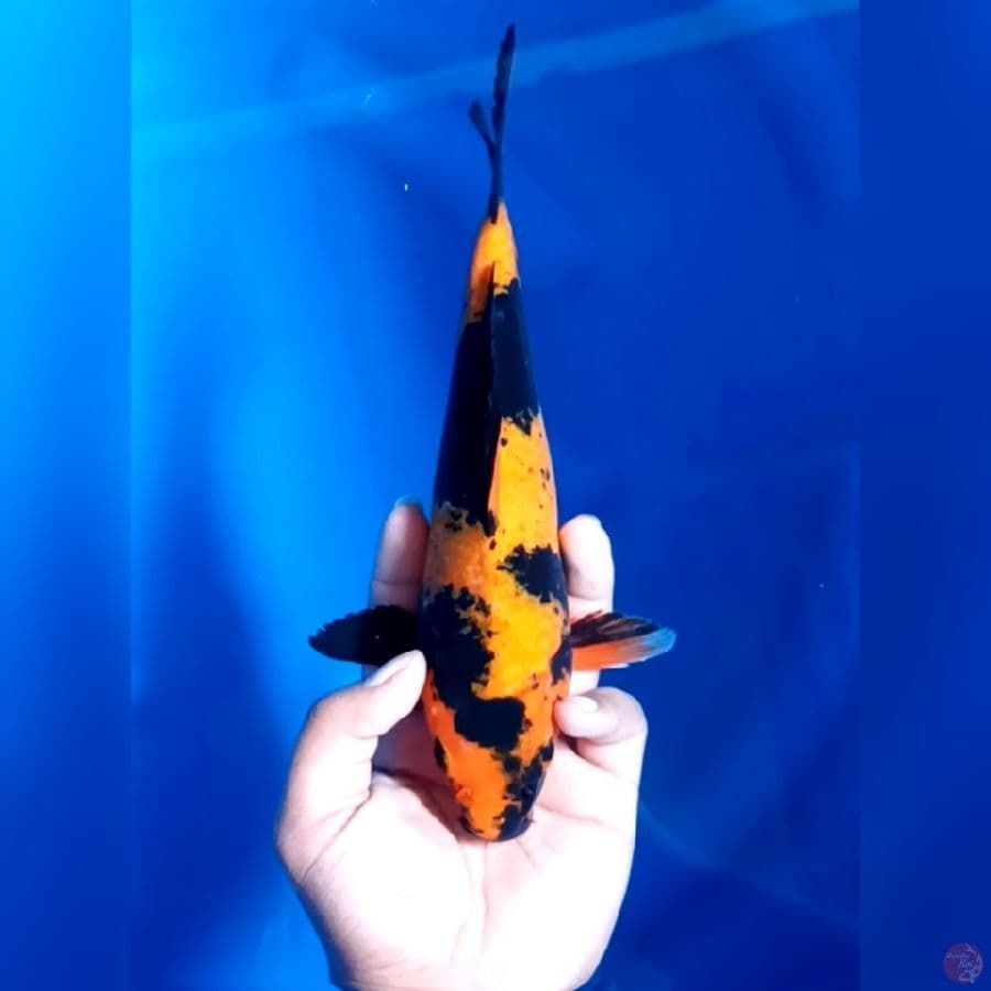 UTSURI # 27CM - F