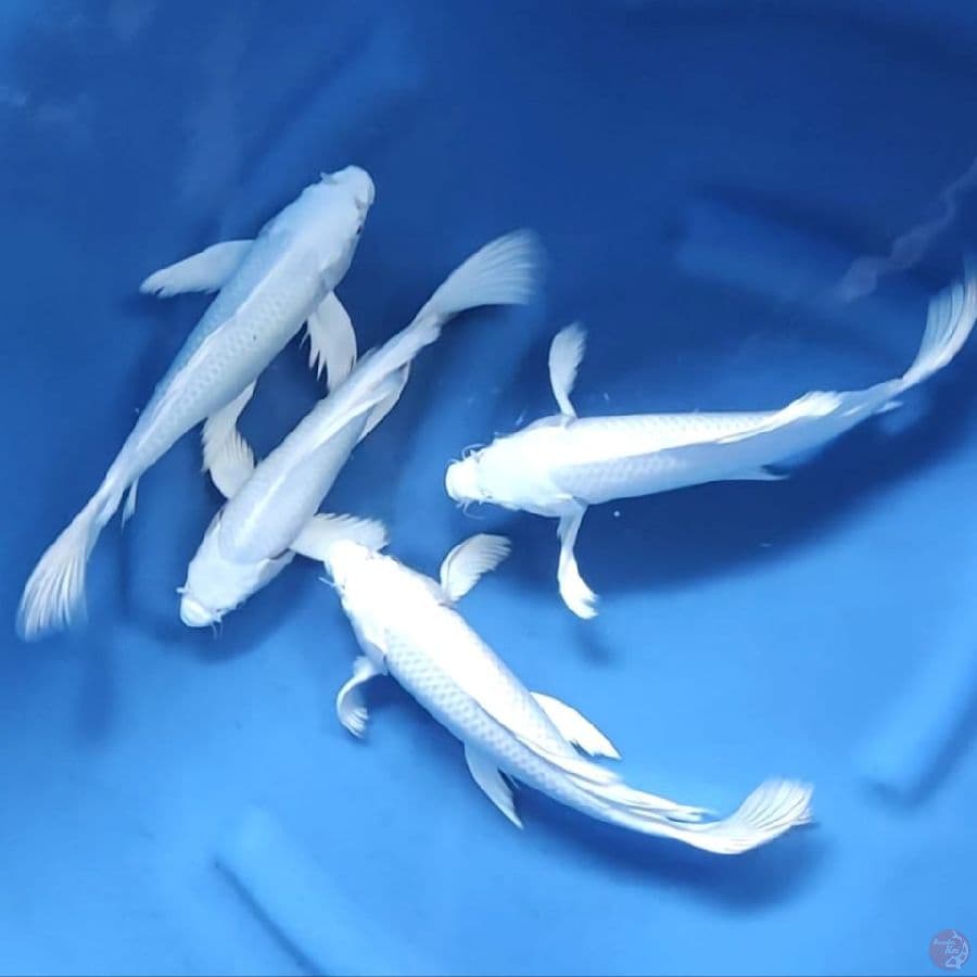 4 EKOR KUMPAY PLATINUM # 27CM - 29CM