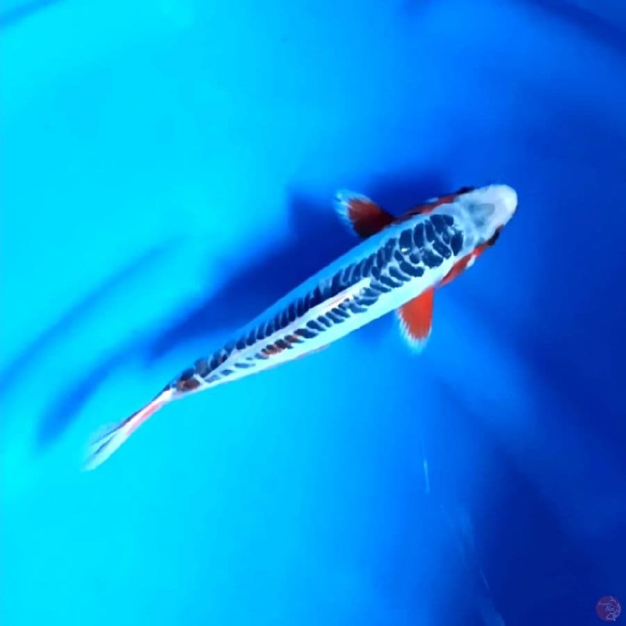 SHUSUI # 22CM - F
