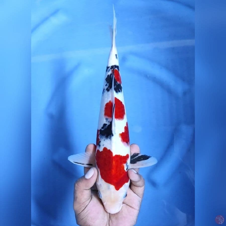 TAISHO SHANSOKU # 32CM - M