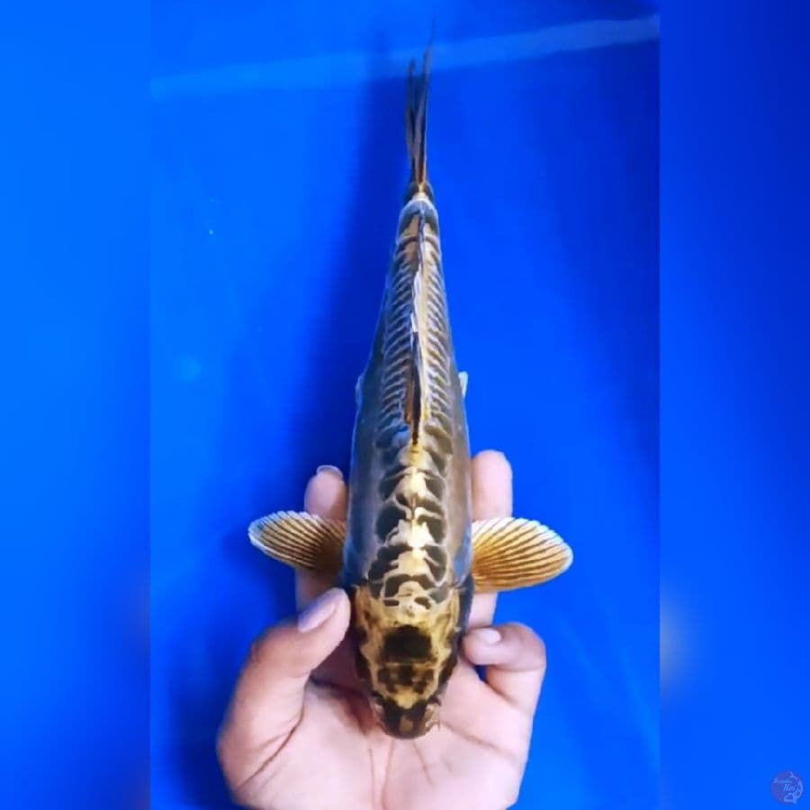 GOLD MUKASIH ARAGOKE # 27CM - M