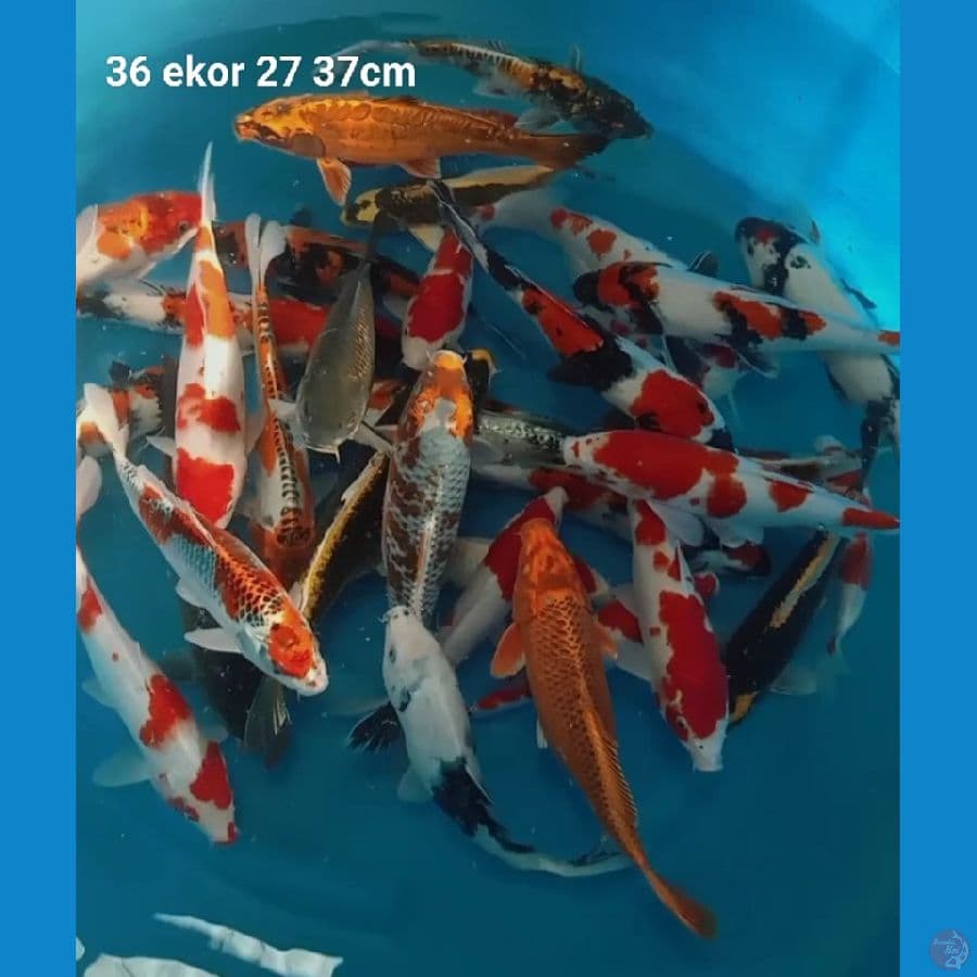 Paket original 36 ekor 27 37cm