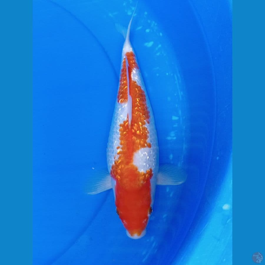 KOHAKU GINDRIN INAZUMA 29 CM