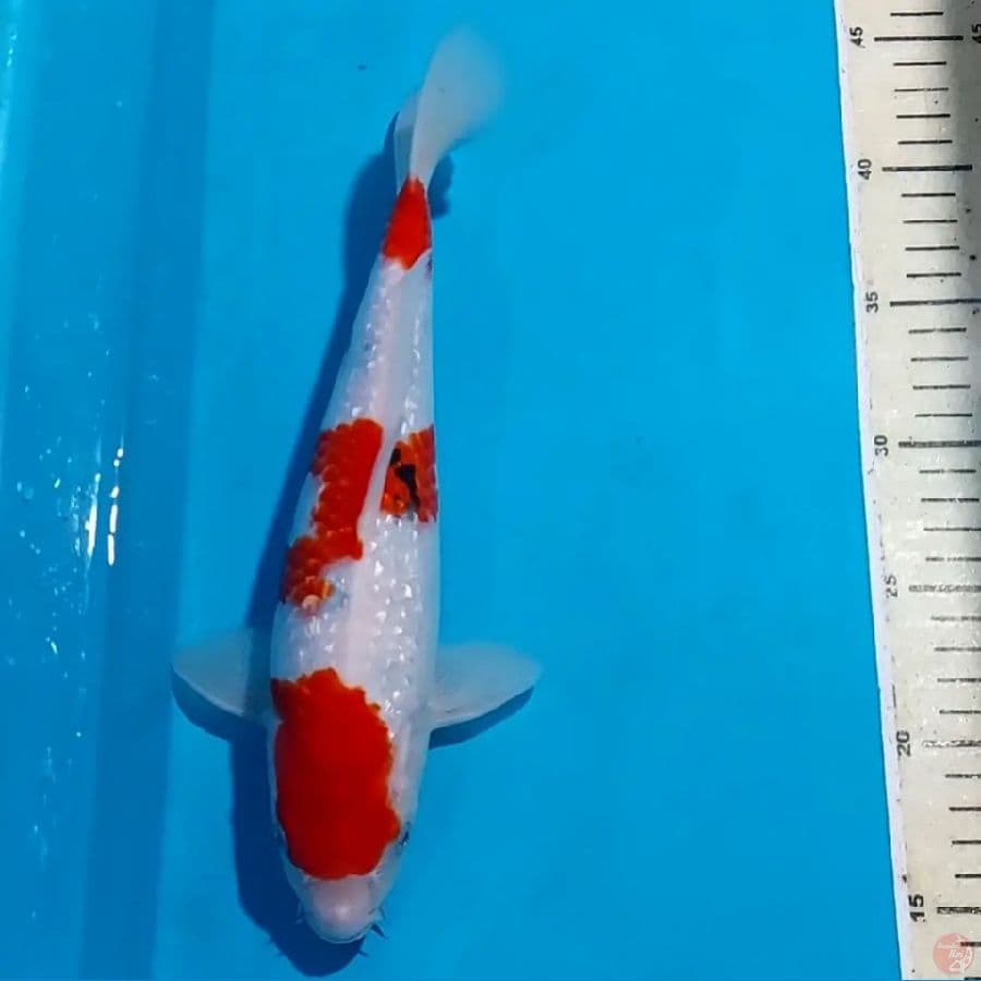 SANKE GINDRIN BULKY JANTAN 29 CM
