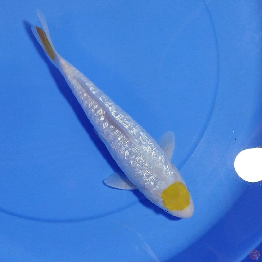 HQ Tancho KOYO ARAGOKE GINDRIN. 28CM/M