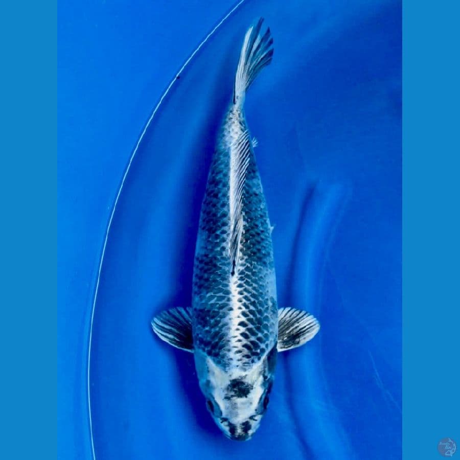 kg siro 47cm male