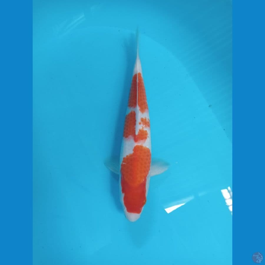 KOHAKU 30 CM