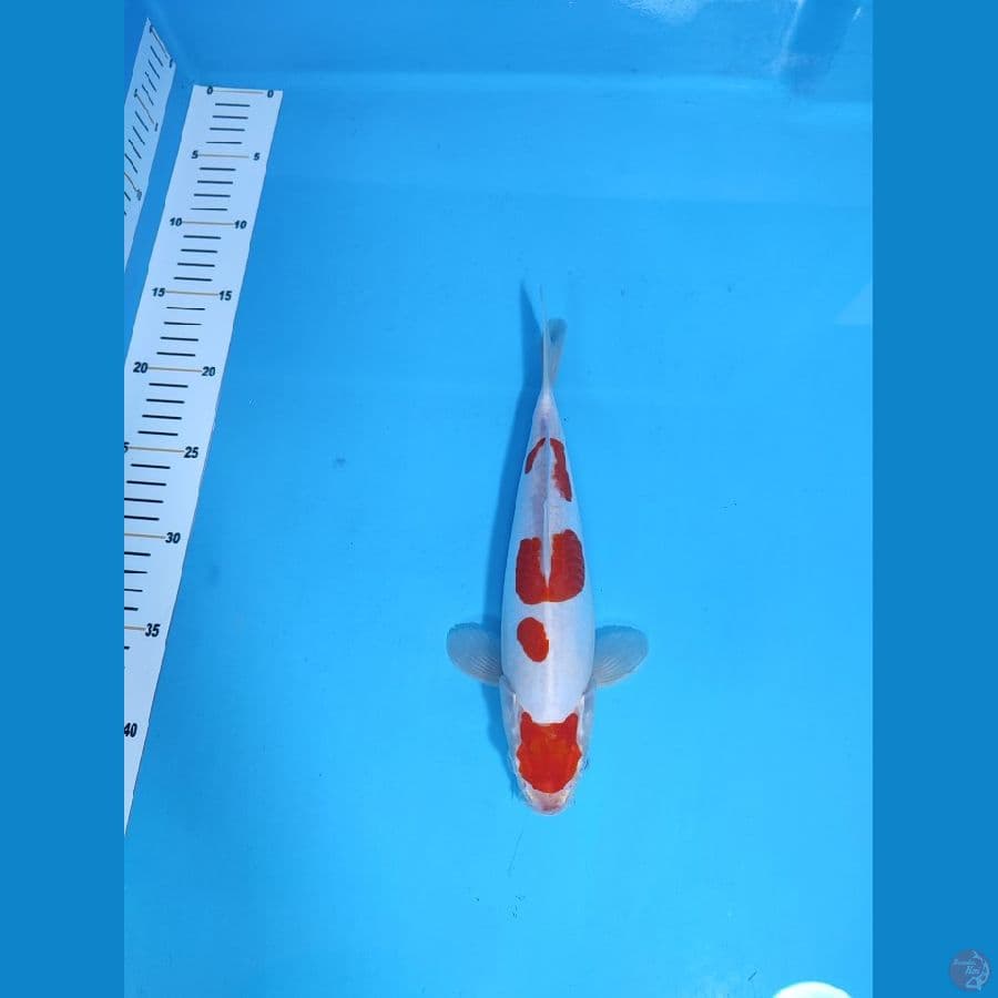KOHAKU DOITSU HQ CALON SUPER ~27cm/Feemale~
