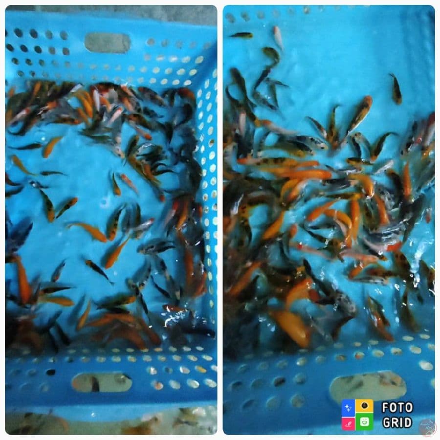 Bibitan kohaku sanke showa _+2500 ekor