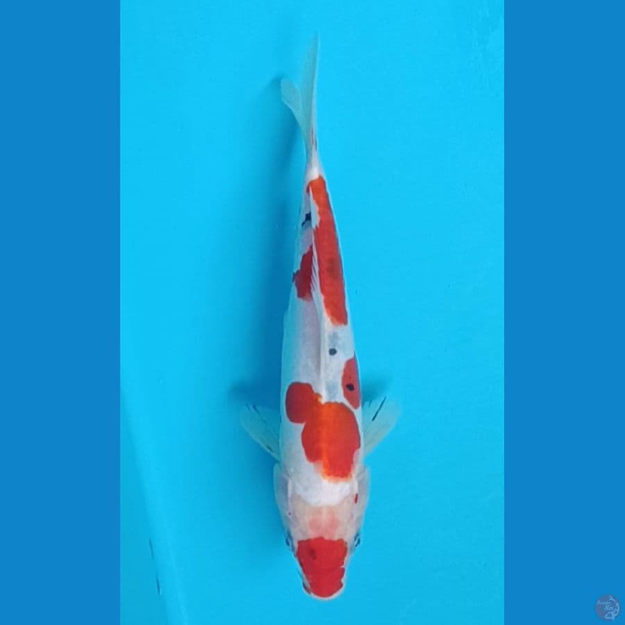 Doitsu sanke 25 cm