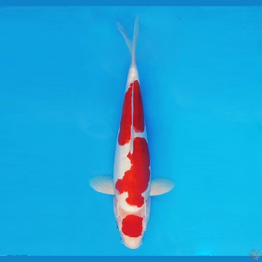 TAISHA 16 (30 CM/fm) ~ Maruten Kohaku Doitsu™,-