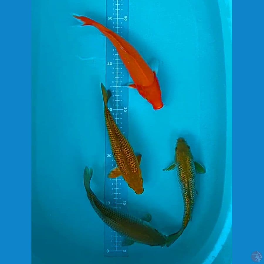 mix 25-28 cm