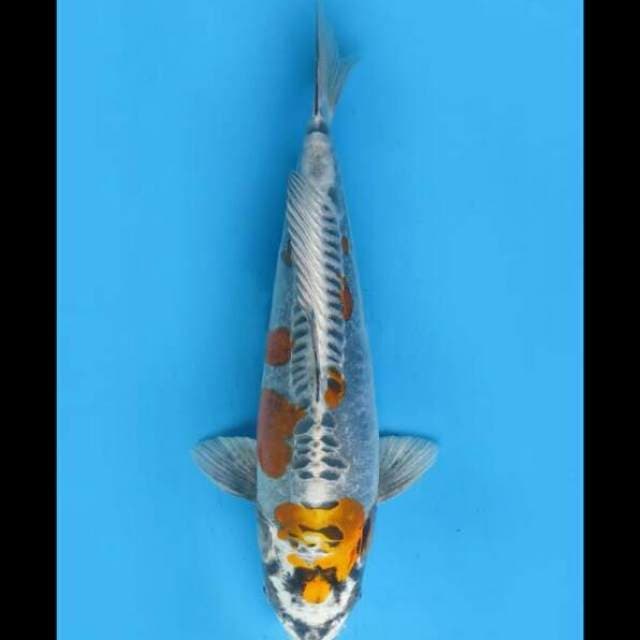 34cm Female - Beni Kikoryu Sq