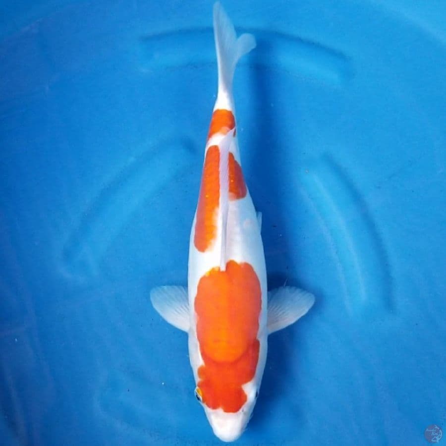 DOITSU KOHAKU 37 CM FM