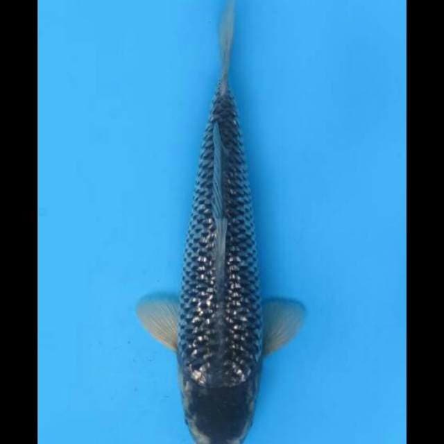 31cm Male - Hajiro Full Ginrin