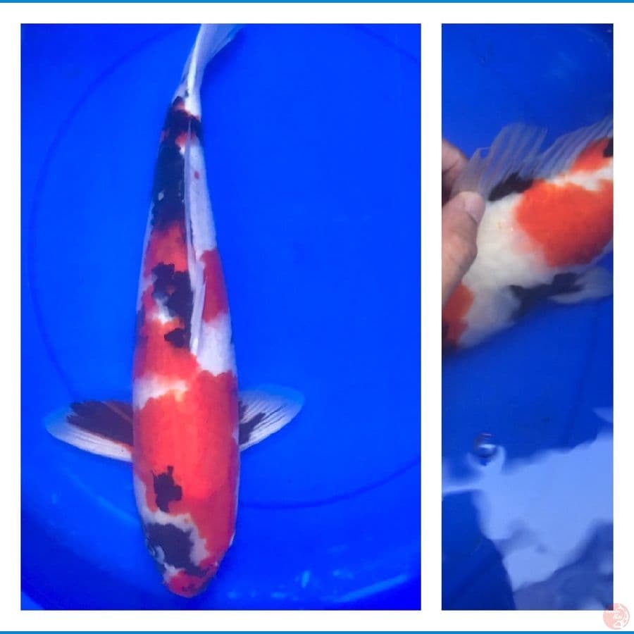 49cm Impor Isa Koi Farm