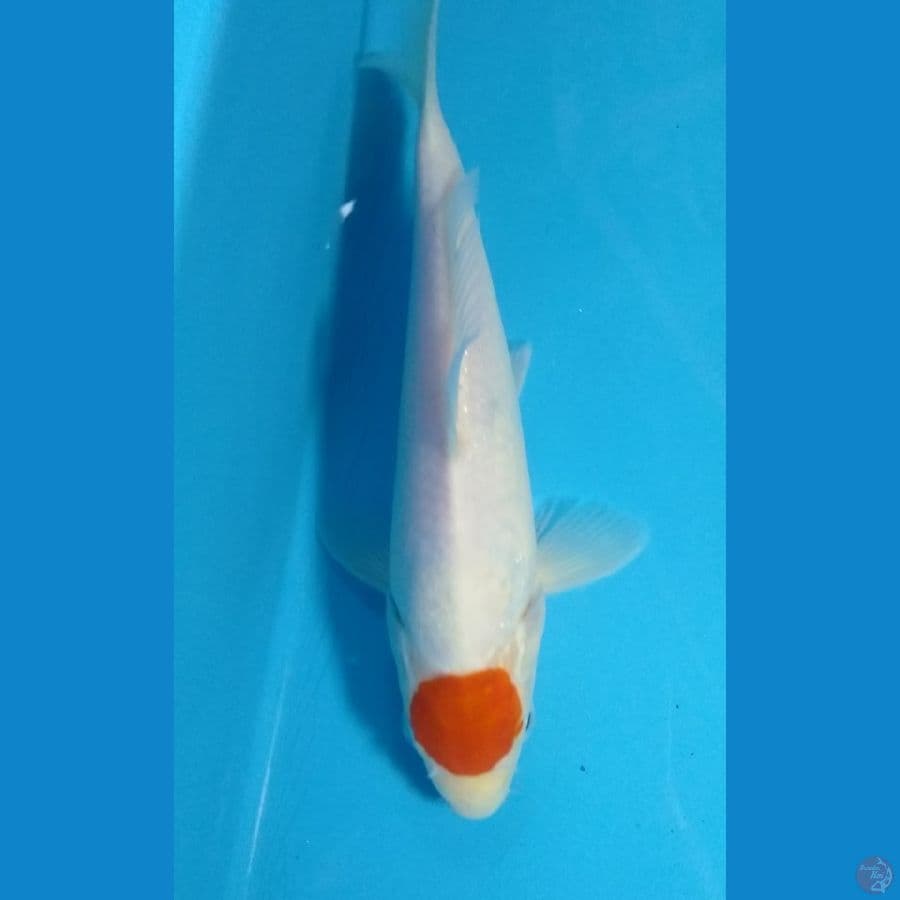 tanco kohako m22cm jooss