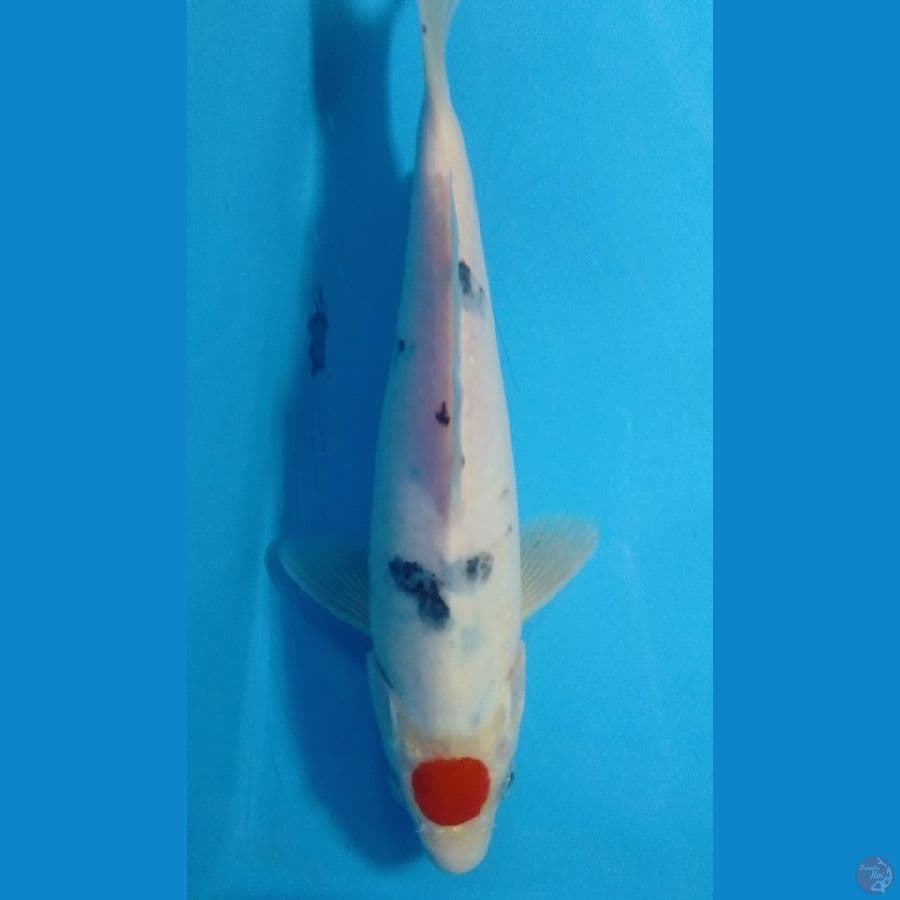 tanco sangkey 24cm