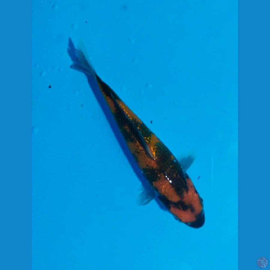 showa ginrinn 16cm