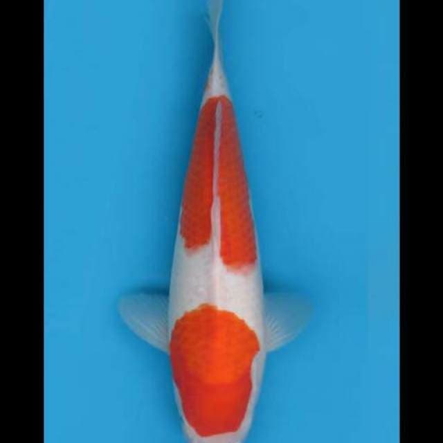 40cm Female - F1 Jumbo Kohaku