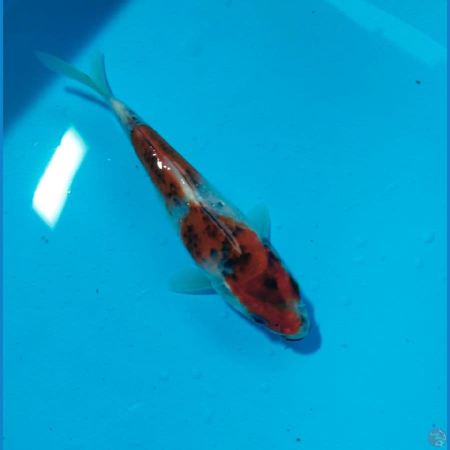 goshiki 16cm