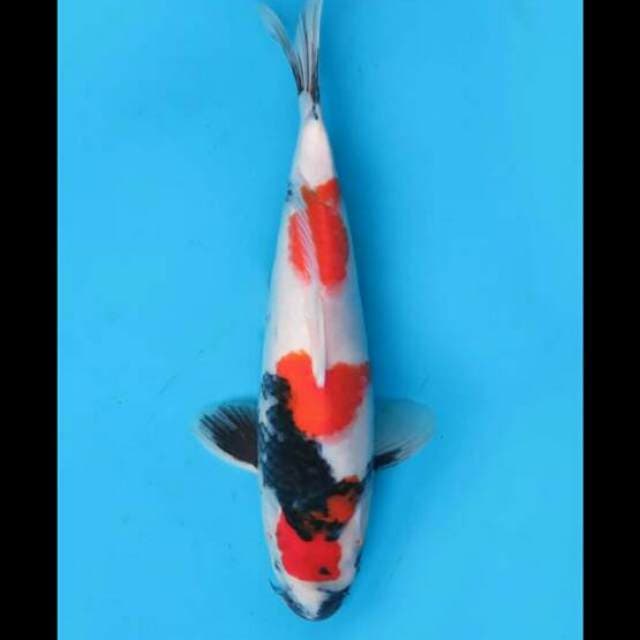 38cm Female - F1 Sandan Kindai Showa