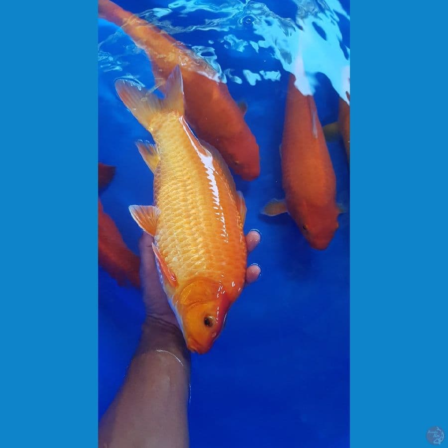 karashi,red punuk semua